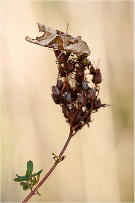 Achateule (Phlogophora meticulosa), Deutschland, Baden-Württemberg