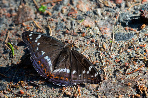 Großer Eisvogel (Limenitis populi), Schweden, Östergötland