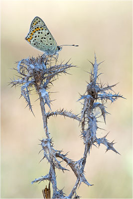 Brauner Feuerfalter (Lycaena tityrus), Männchen, Frankreich, Ardèche