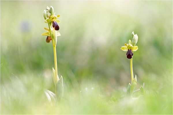 Ophrys sulcata