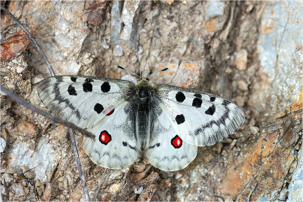 Parnassius apollo pyrenaicus (=chrysophorus), Frankreich, Dep. Pyrénées-Orientales
