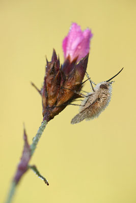 Kleiner Wollschweber (Bombylius minor), Deutschland, Baden-Württemberg
