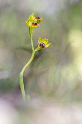Anmutige Ragwurz (Ophrys lepida)