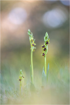 Ophrys aymoninii