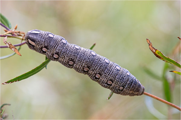 Fledermausschwärmer (Hyles vespertilio)