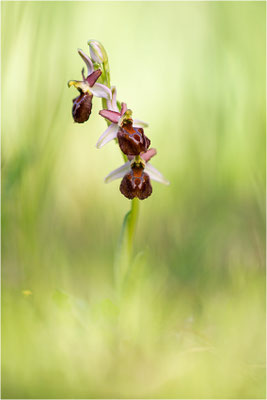 Moris Ragwurz (Ophrys morisii)