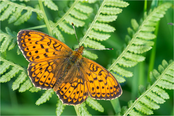 Hochalpen-Perlmuttfalter (Boloria pales), Schweiz, Kanton Tessin, 1400m