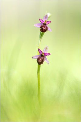 Ophrys aveyronensis