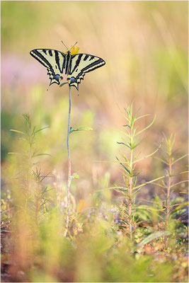 Südlicher Schwalbenschwanz (Papilio alexanor destelensis), Männchen, Frankreich, Dep. Vaucluse