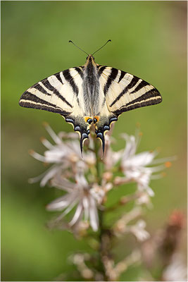 Segelfalter (Iphiclides podalirius), Männchen, Frankreich, Zentralkorsika