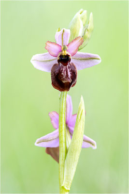 Ophrys aveyronensis