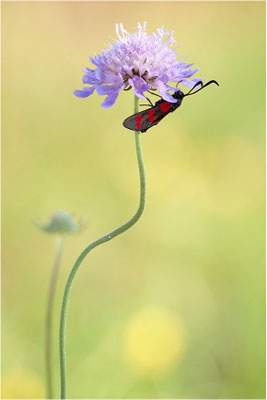 Sechsfleck-Widderchen (Zygaena filipendulae), Deutschland, Baden-Württemberg