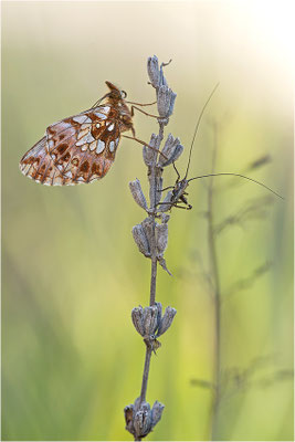 Magerrasen-Perlmuttfalter (Boloria dia), Frankreich, Drôme