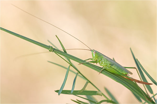 Langflügelige Schwertschrecke (Conocephalus fuscus), Deutschland, Baden-Württemberg