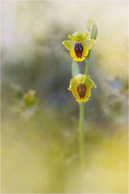 Ophrys lutea, Bouches-du-Rhône