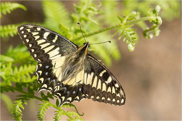 Korsischer Schwalbenschwanz (Papilio hospiton), Männchen, Frankreich, Zentralkorsika