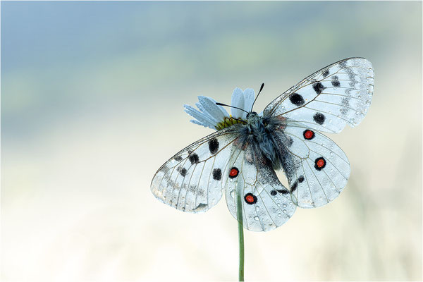 Roter Apollo (Parnassius apollo vercoricus), Frankreich, Dep. Isere