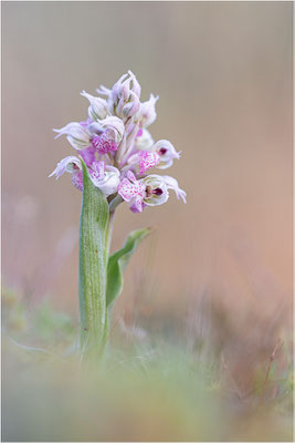 Milchweißes Knabenkraut (Neotinea lactea), Dep. Var, Frankreich