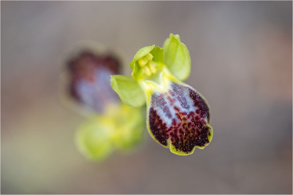 Ophrys bilunulata