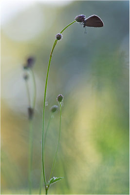 Dunkler Wiesenknopf-Ameisenbläuling (Phengaris nausithous), Deutschland, Baden-Württemberg