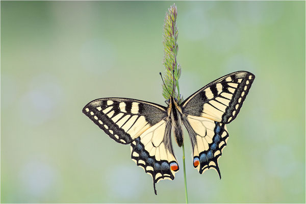 Schwalbenschwanz (Papilio machaon), Deutschland, Baden-Württemberg