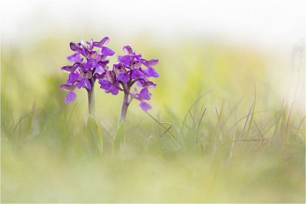 Kleine Hundswurz (Anacamptis morio morio), Dep. Drôme, Frankreich