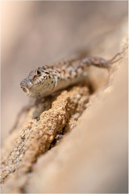 Mauereidechse (Podarcis muralis), Frankreich, Ardèche