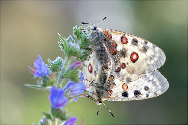 Roter Apollo (Parnassius apollo linnei), Schweden, Gotland