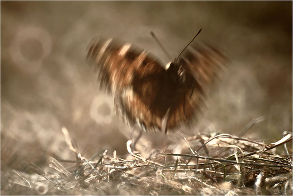 Großer Fuchs (Nymphalis polychloros), Deutschland, Baden-Württemberg