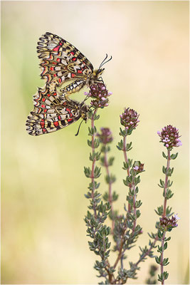 Spanischer Osterluzeifalter (Zerynthia rumina), Paarung, Frankreich, Ardèche