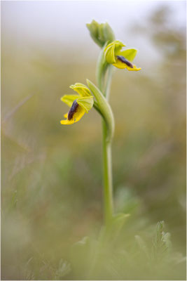 Ophrys lutea, Bouches-du-Rhône