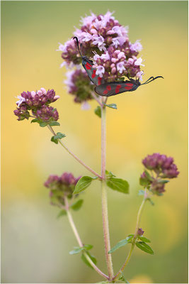 Sechsfleck-Widderchen (Zygaena filipendulae), Paarung, Deutschland, Baden-Württemberg