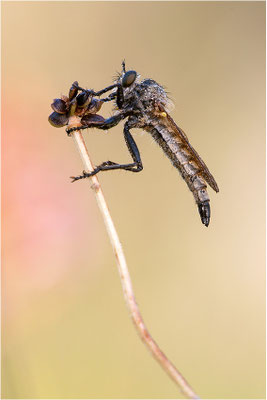 Kerbzangen-Raubfliege (??? - Dysmachus fuscipennis), Frankreich, Ardèche