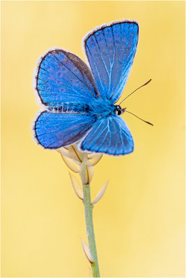 Eschers Bläuling (Polyommatus escheri), Männchen, Frankreich, Dep. Aveyron