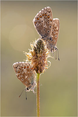 Himmelblauer Bläuling (Polyommatus bellargus), Deutschland, Baden-Württemberg