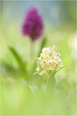 Holunder-Fingerwurz (Dactylorhiza sambucina), Schweiz, Wallis