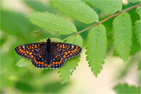 Eschen-Scheckenfalter (Euphydryas maturna), Schweden, Örebro län