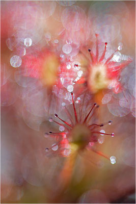 Mittlerer Sonnentau (Drosera intermedia), Schweden, Västra Götalands län