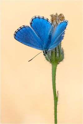 Polyommatus bellargus