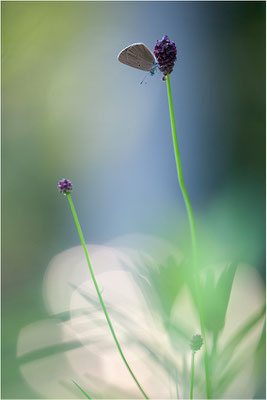 Dunkler Wiesenknopf-Ameisenbläuling (Phengaris nausithous), Deutschland, Baden-Württemberg