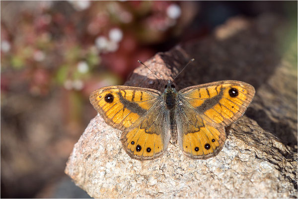 Korsischer Mauerfuchs (Lasiommata paramegaera), Korsika, Frankreich
