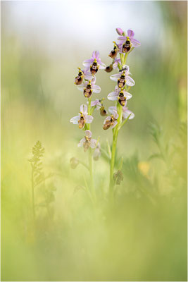 Ophrys ×sommieri - Ophrys bombyliflora × Ophrys neglecta