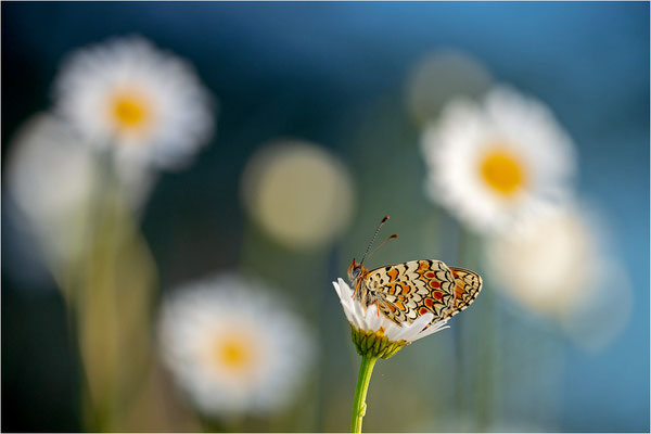 Flockenblumen-Scheckenfalter (Melitaea phoebe), Frankreich, Ardèche