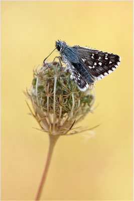 Kleiner Würfel-Dickkopffalter (Pyrgus malvae), Deutschland, Baden-Württemberg