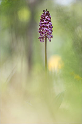Purpur-Knabenkraut (Orchis purpurea), Frankreich, Drôme