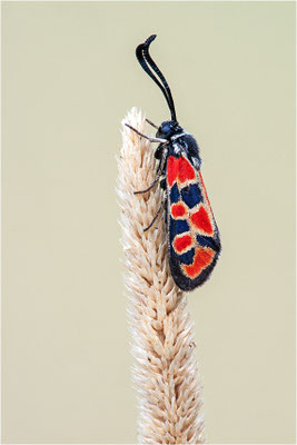 Bergkronwicken-Widderchen (Zygaena fausta), Spanien, Lleida