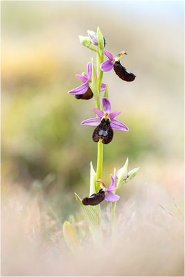 Ophrys aurelia, Bouches-du-Rhône