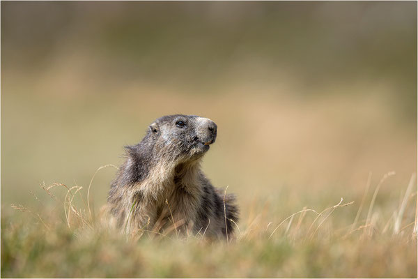 Alpenmurmeltier (Marmota marmota), Frankreich, Dep. Savoie