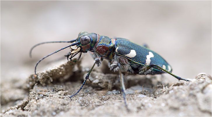Dünen-Sandlaufkäfer (Cicindela transversalis transversalis), Italien, Region Aostatal, 1600m
