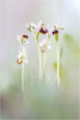 Ophrys splendida, Var